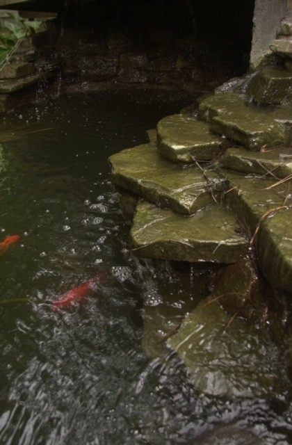 KOI Fish Pond & Waterfalls