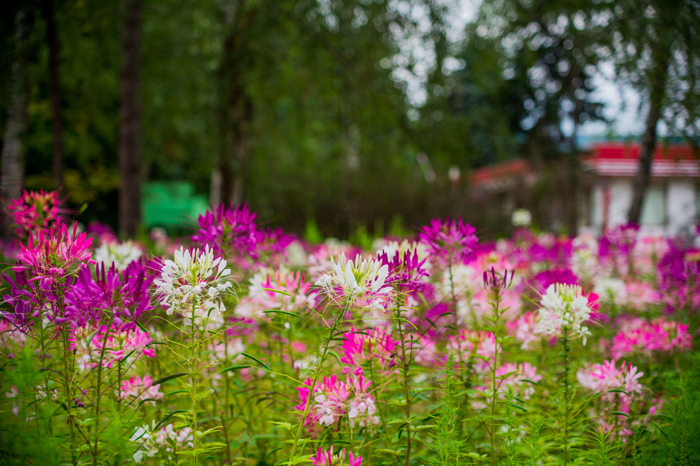 ЛАНДШАФТНЫЙ ПАРК ВДНХ Г.МОСКВА