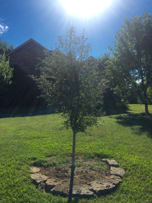 Quartz Mountain & Quercus Fusiformis Live Oak Trees in Zone 6