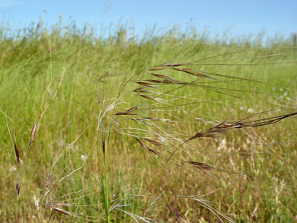 Stipa pulchra (Purple Needle Grass) - Landscape - San Francisco - by ...