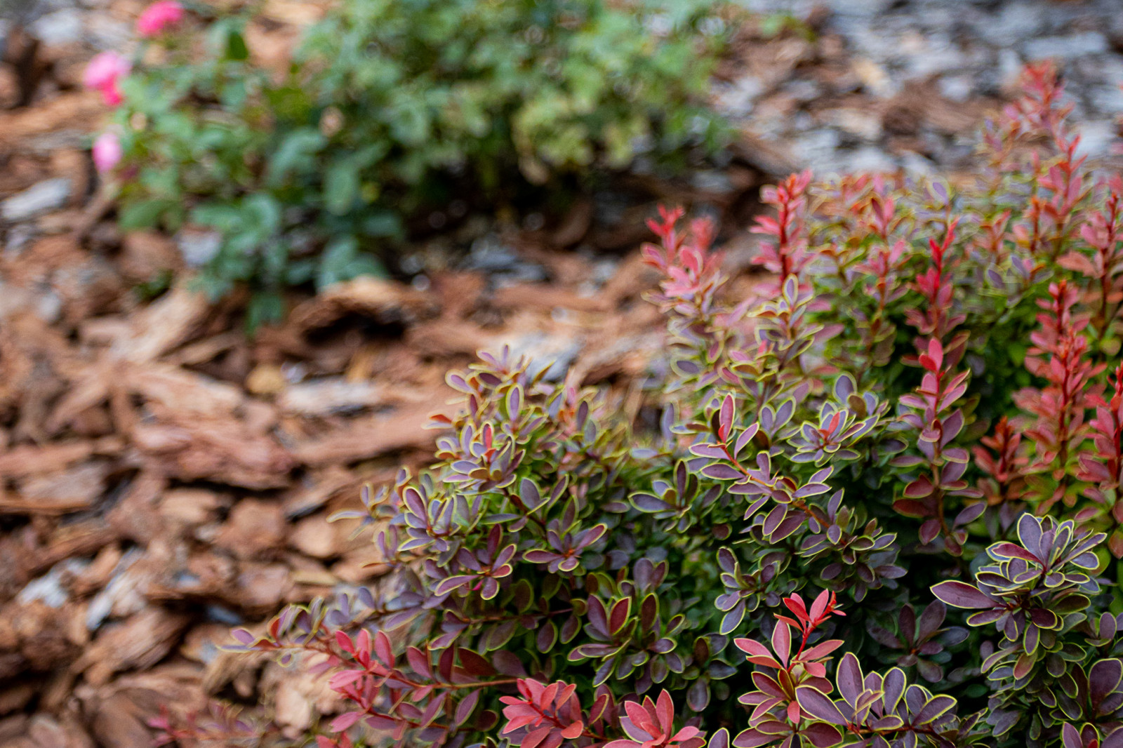 Ландшафтный дизайн. Полина Черных