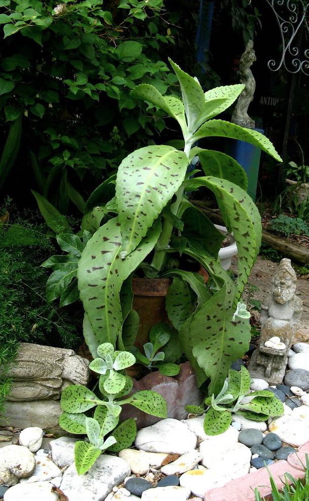 Large leafed succulent ... | Houzz Forum