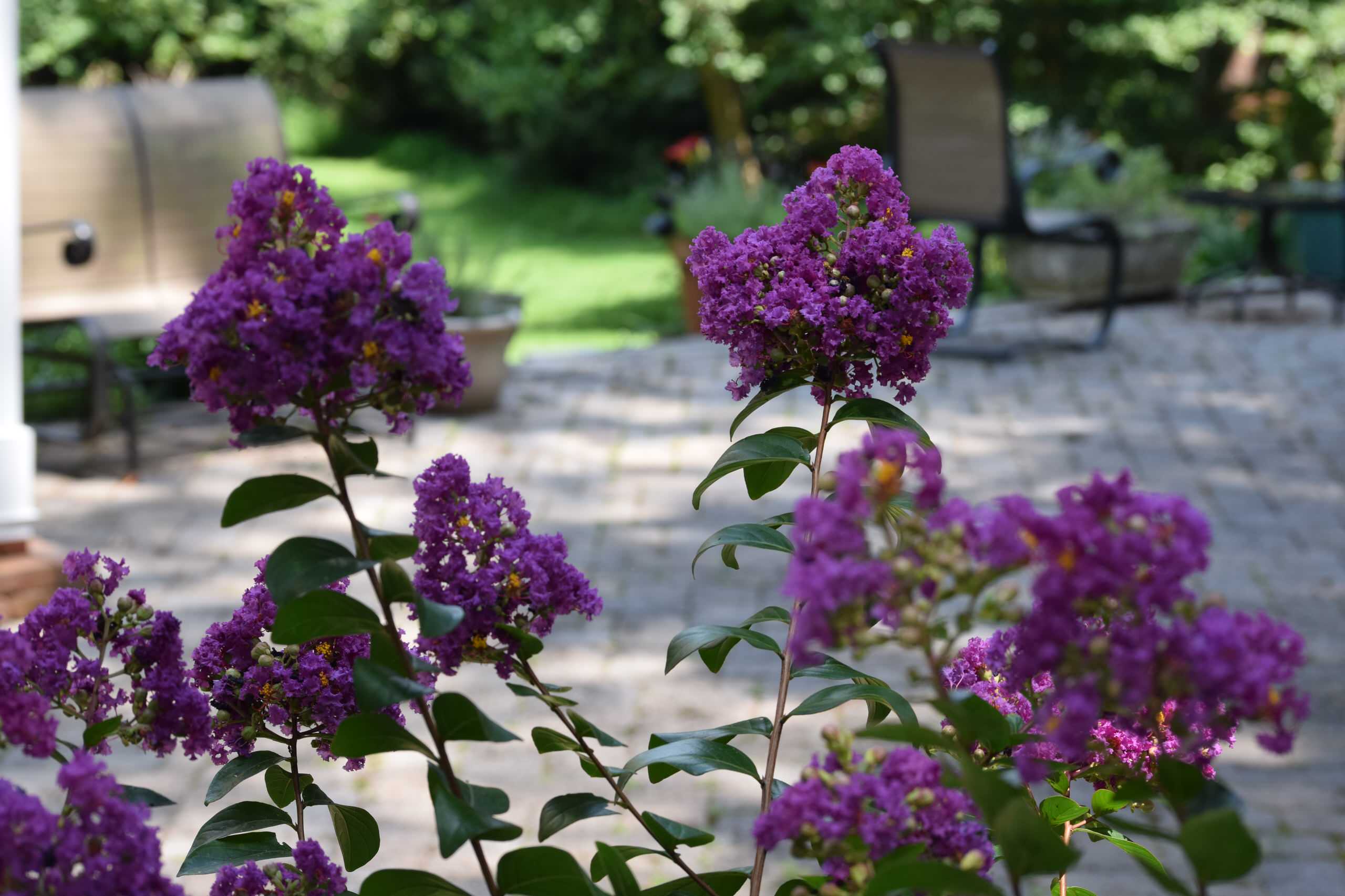 Back yard makeover