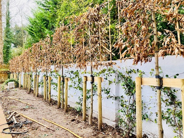 Garden Screening Ideas