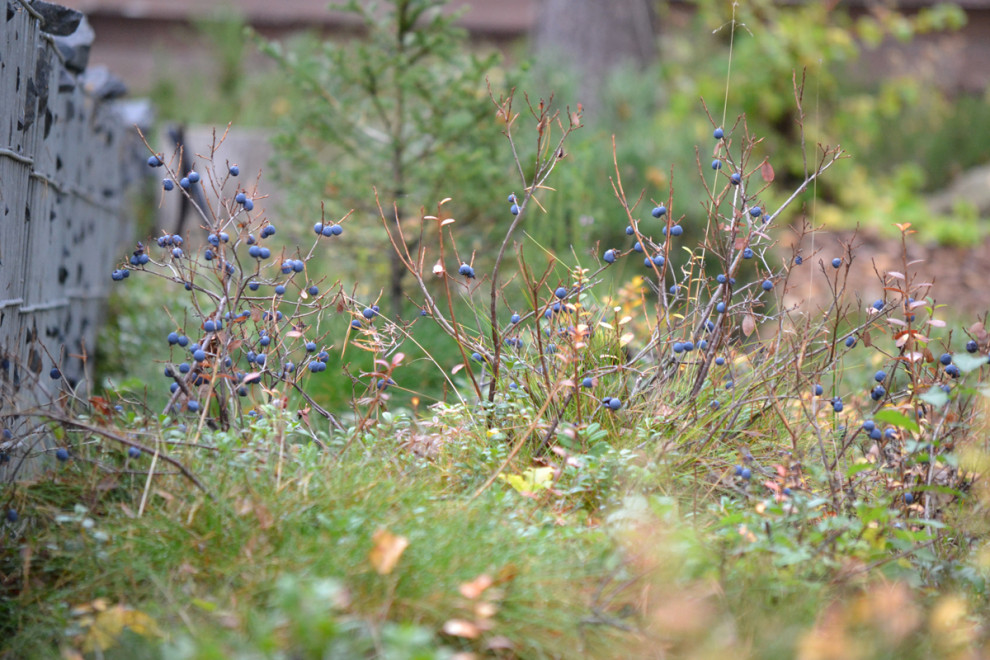 Райт и Ленинградский лес