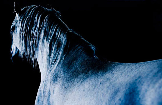 fine art photography of horses