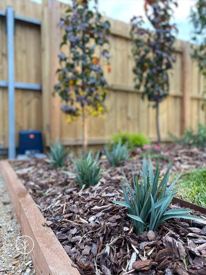 Idée de décoration pour un jardin arrière minimaliste de taille moyenne et au printemps avec une exposition ensoleillée, un paillis et une clôture en bois.