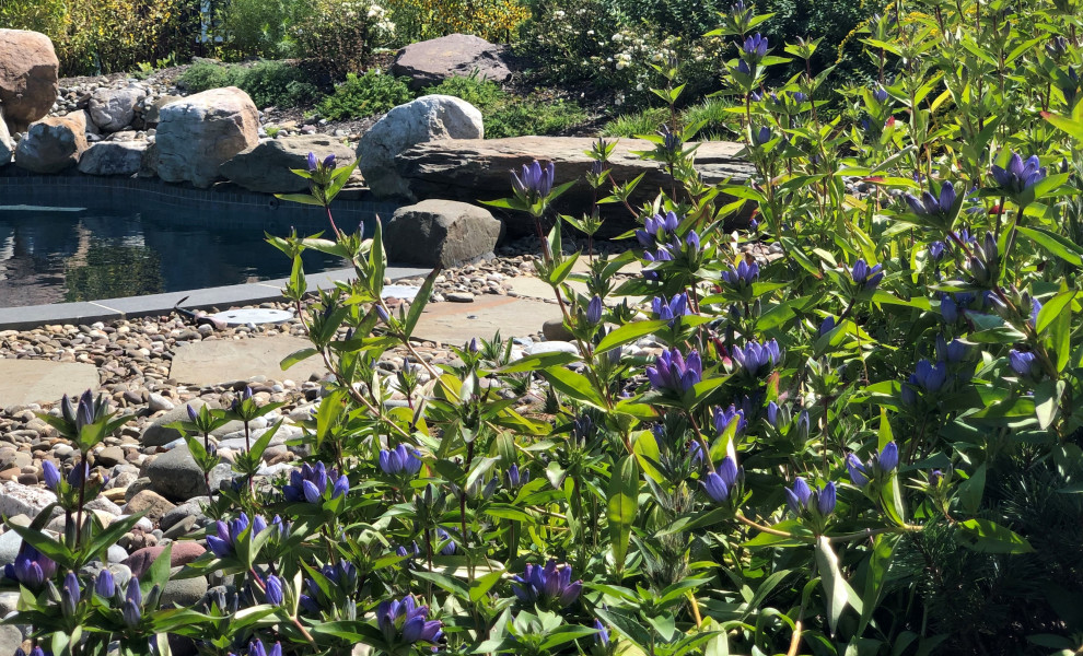 Photo of a large rustic full sun backyard concrete paver flower bed for fall.
