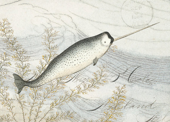 Narwhal Whale Print by Vintage by the Shore