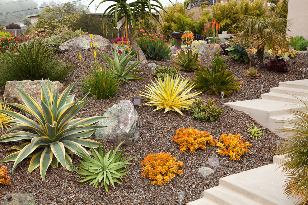 This is an example of a contemporary xeriscape in San Luis Obispo with a garden path.