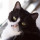 Last commented by Paya The Cat