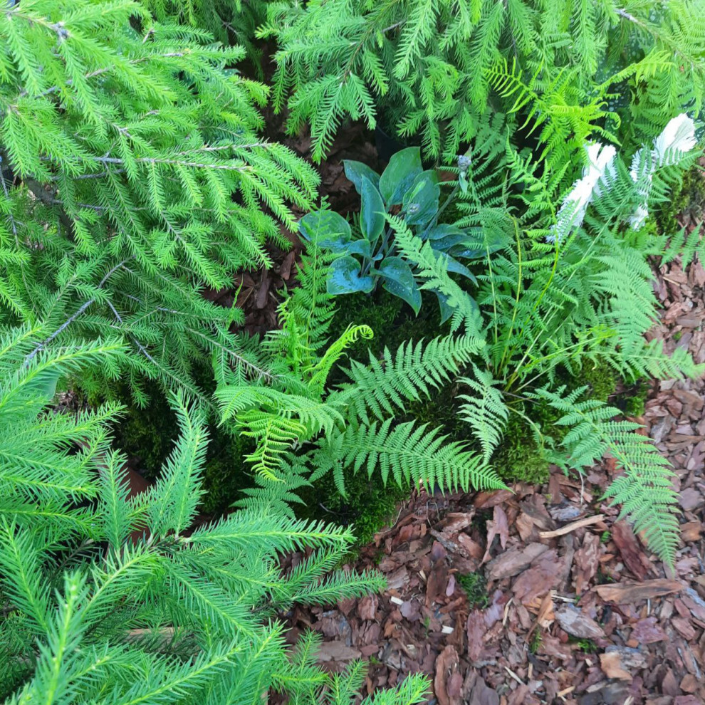 Выставочный сад Фестиваль Зелёная Комната в Калининграде "Другой сад"