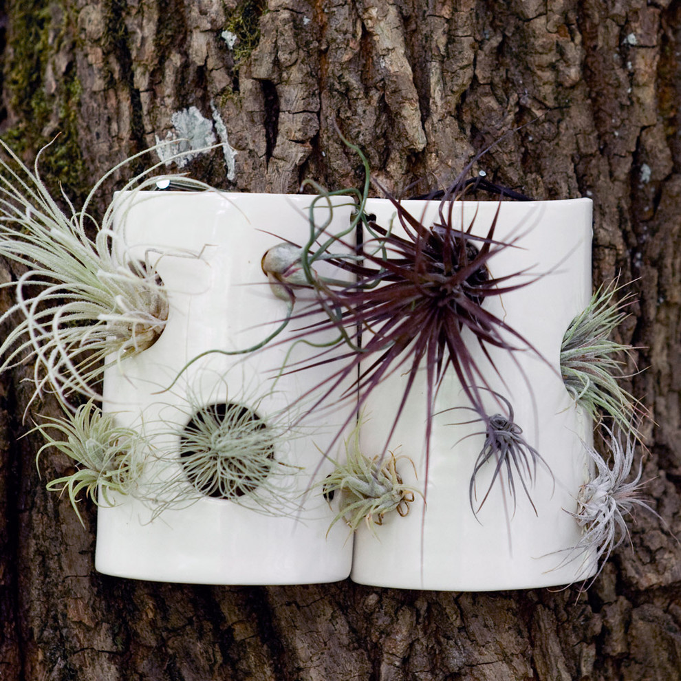 Airplant Wall Tile