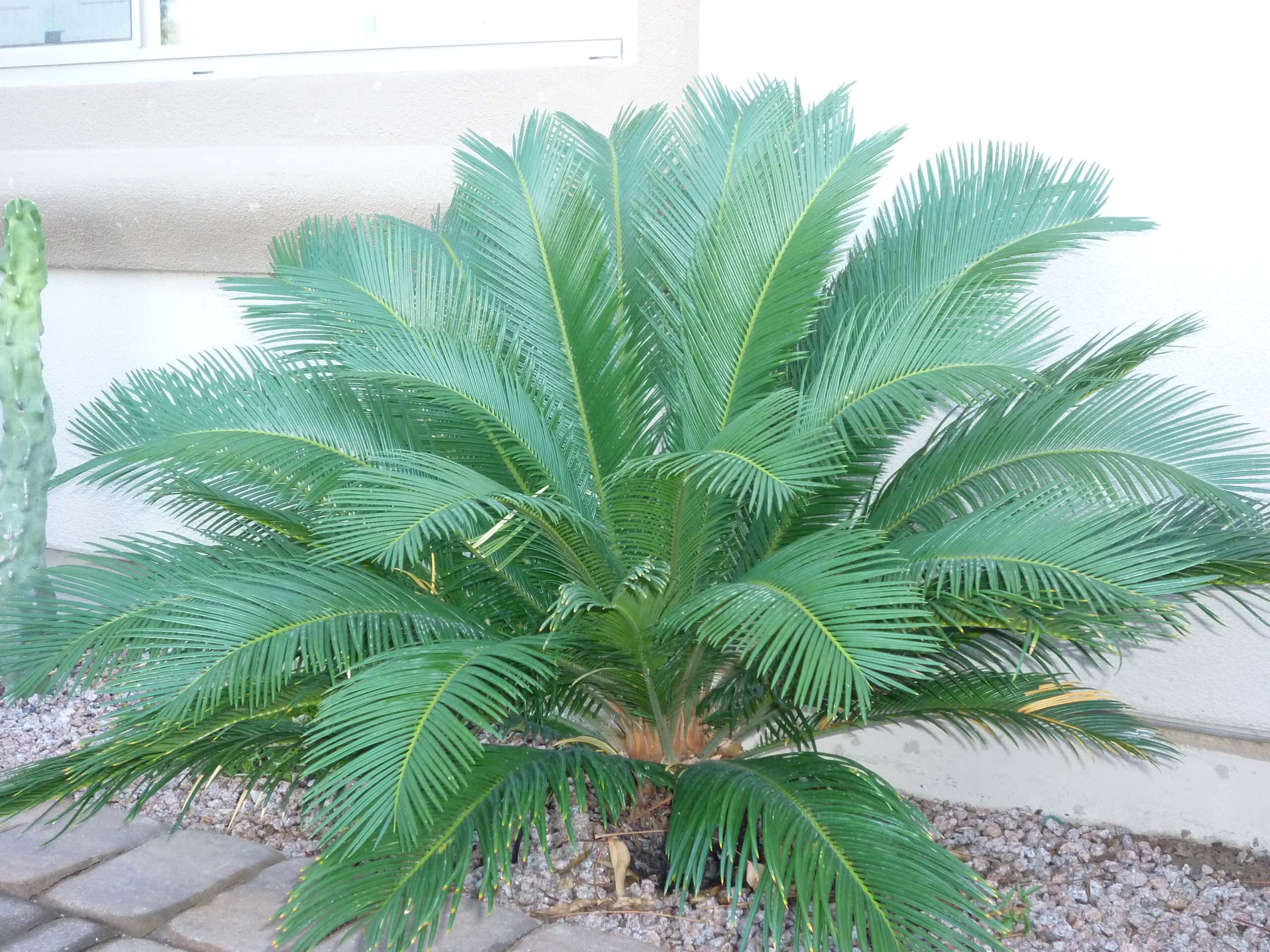 Sago Palm - Cycas revoluta