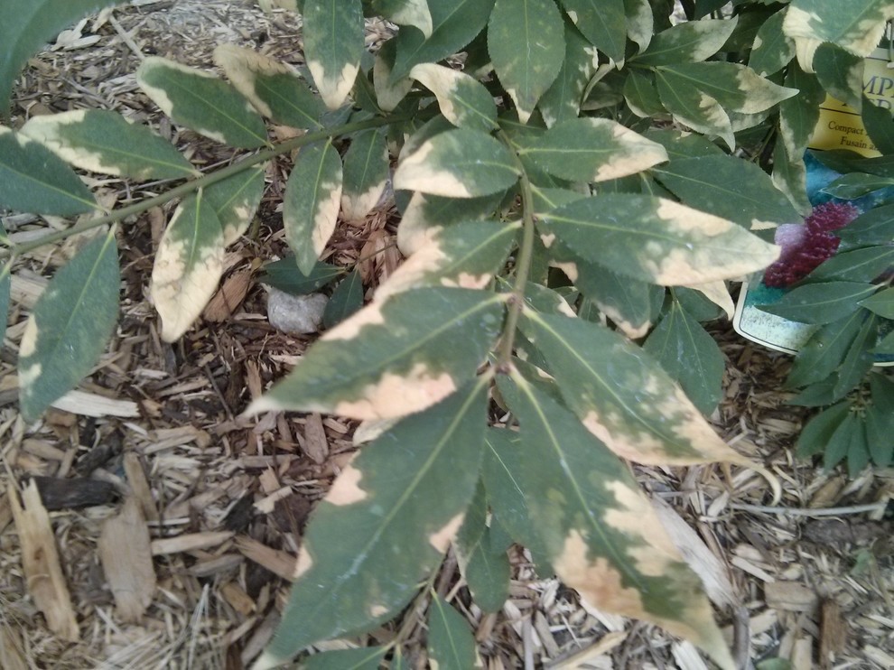 Burning Bush leaves getting brown patches