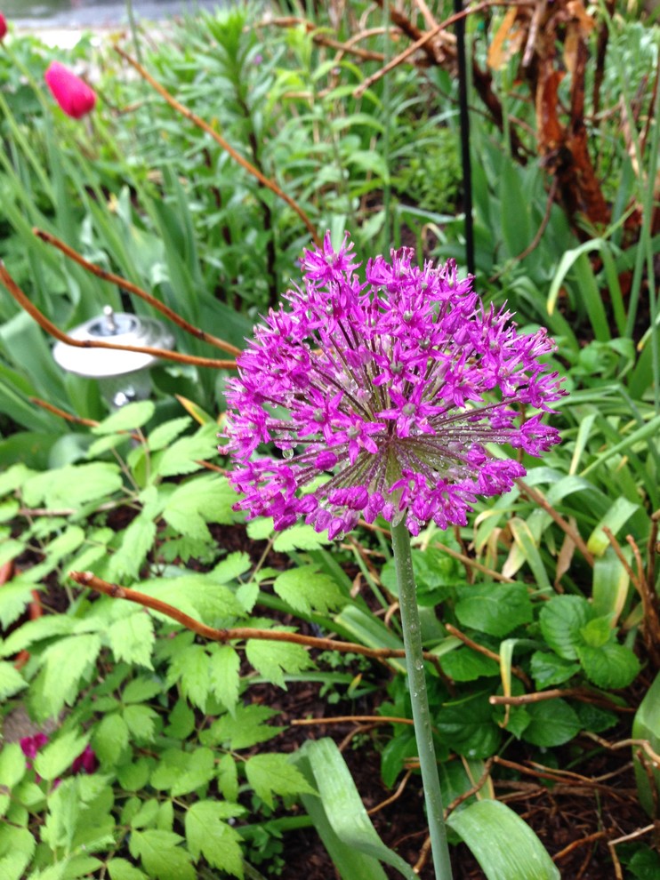 Spring Bulbs