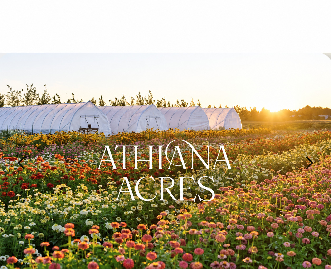 Athiana Acres:  An organic Regenerative Farm