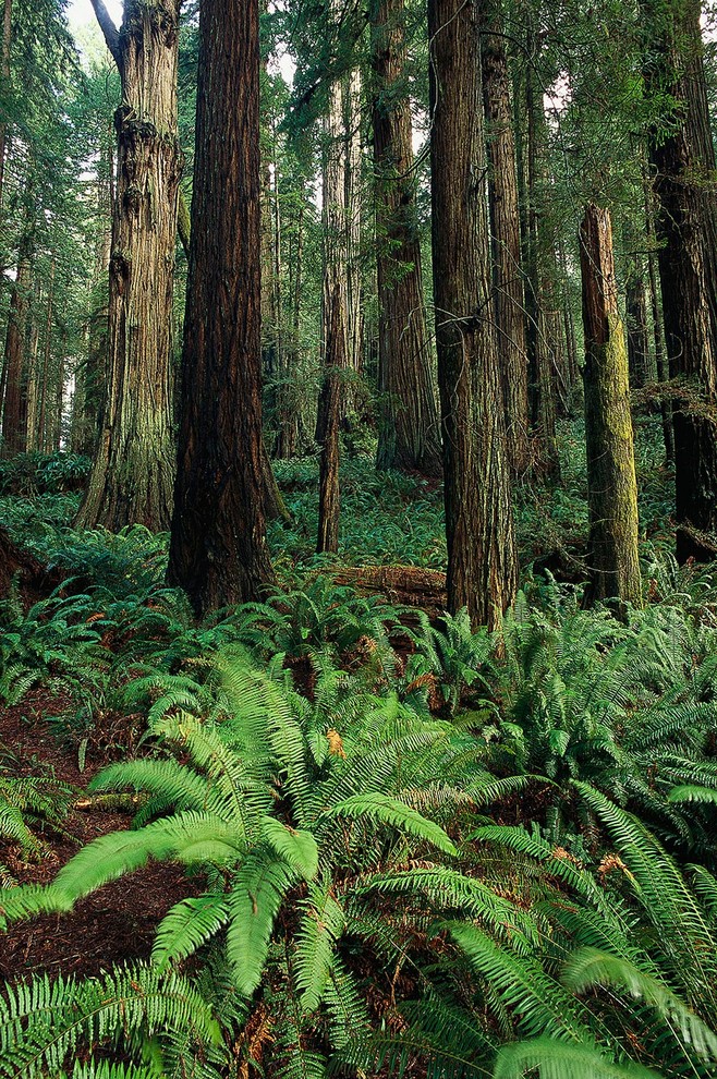 Giant Redwoods Forest Wallpaper Wall Mural, SelfAdhesive