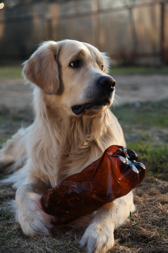 Собака на дачу (60 фото) - картинки ростовсэс.рф