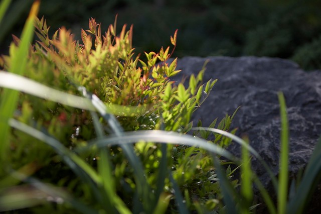 Eastern Influence contemporary-garden