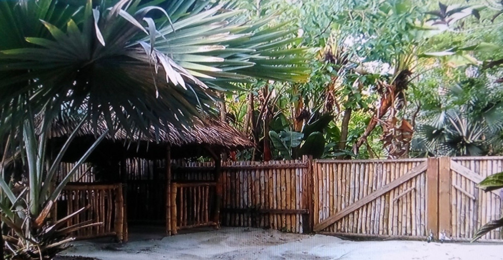 New bamboo fence