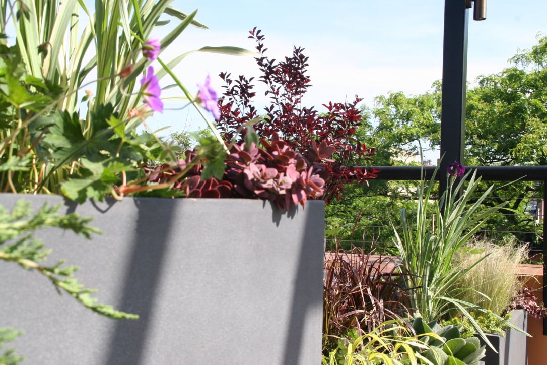 Cobble Hill Rooftop & Pergola