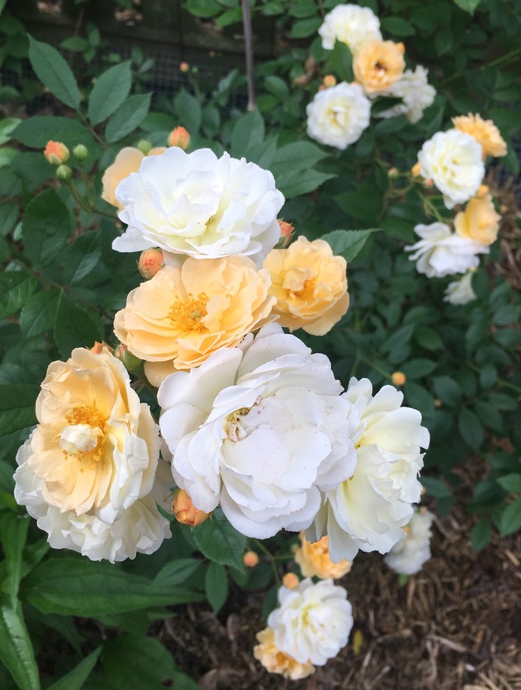 First flush of roses in my garden (finally!) | Houzz Forum