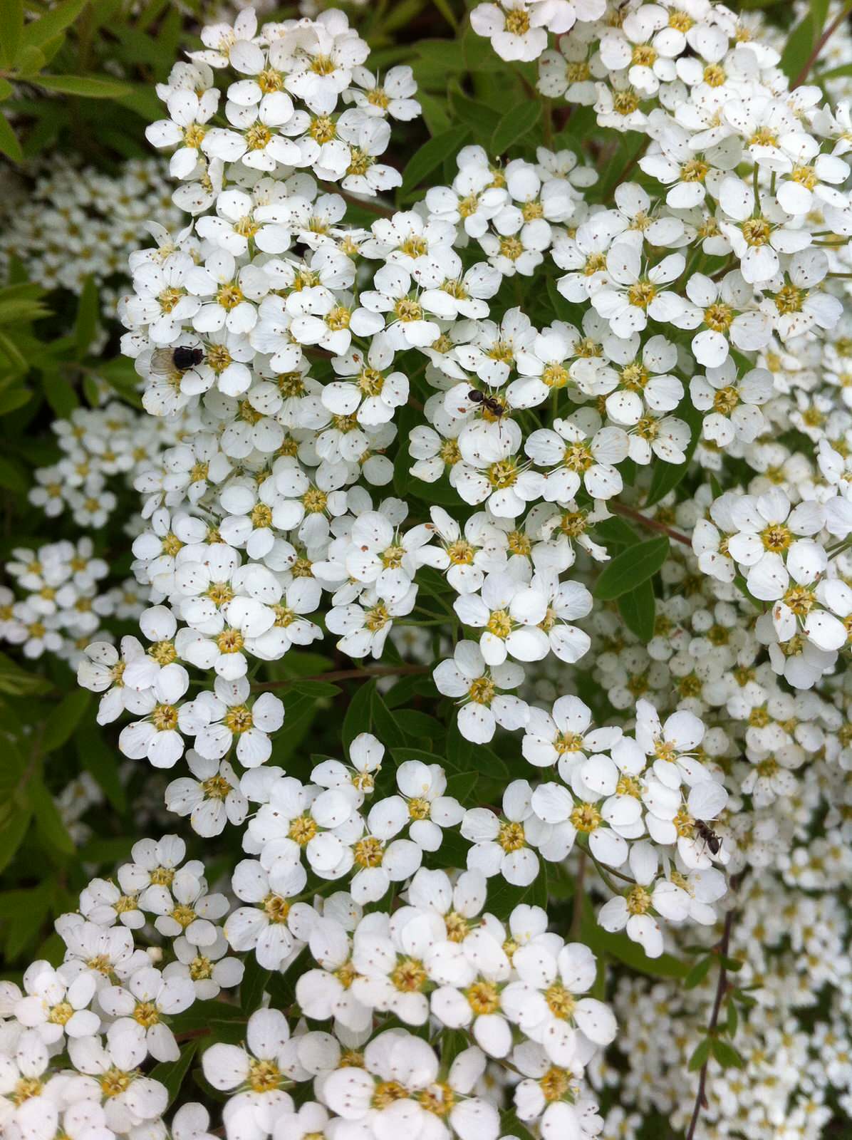 Портреты растений