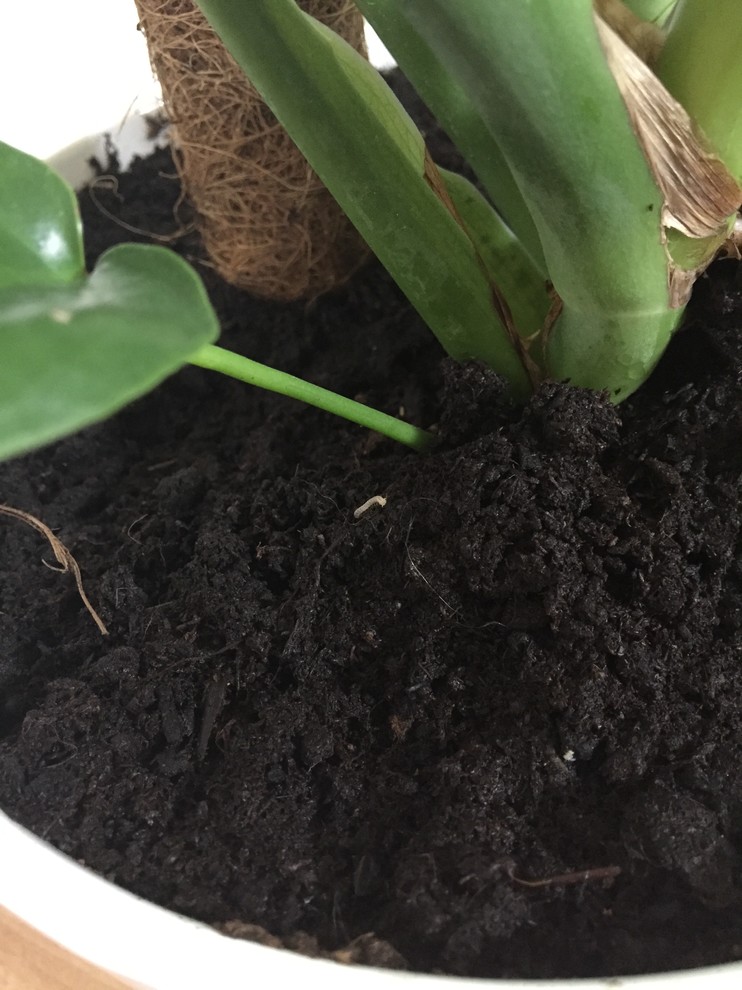 Tiny white worms/caterpillars in houseplant soil | Houzz Forum