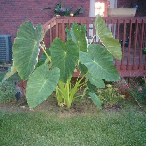 Elephant ears in container?