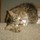 deb_develter