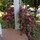 Last commented by quiltkitty (Mid TN - zone 7a)