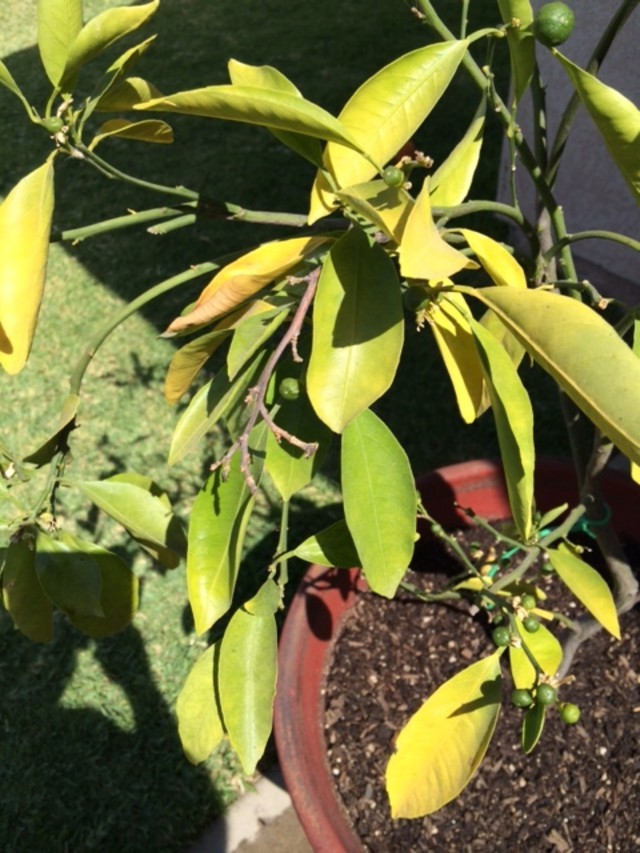 Satsuma Orange Yellowing Leaves