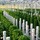 Last commented by Tower Gardener