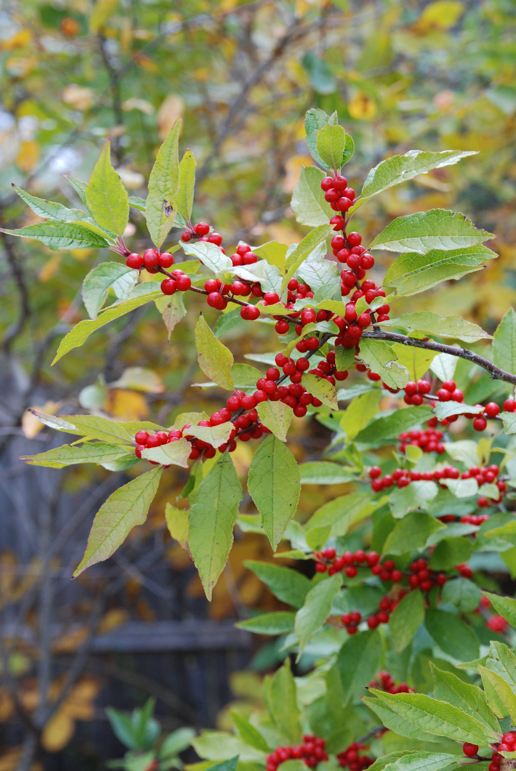 Winterberry Hollies Whither Goest My Winterberries? A Way To Garden