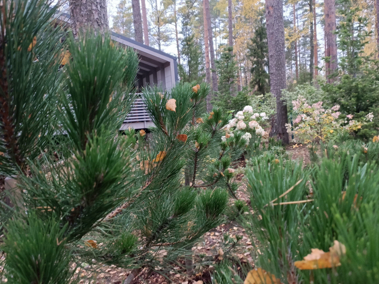 Участок в сосновом лесу, 2020