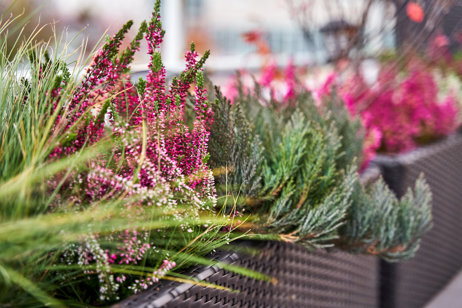 Озеленение террас