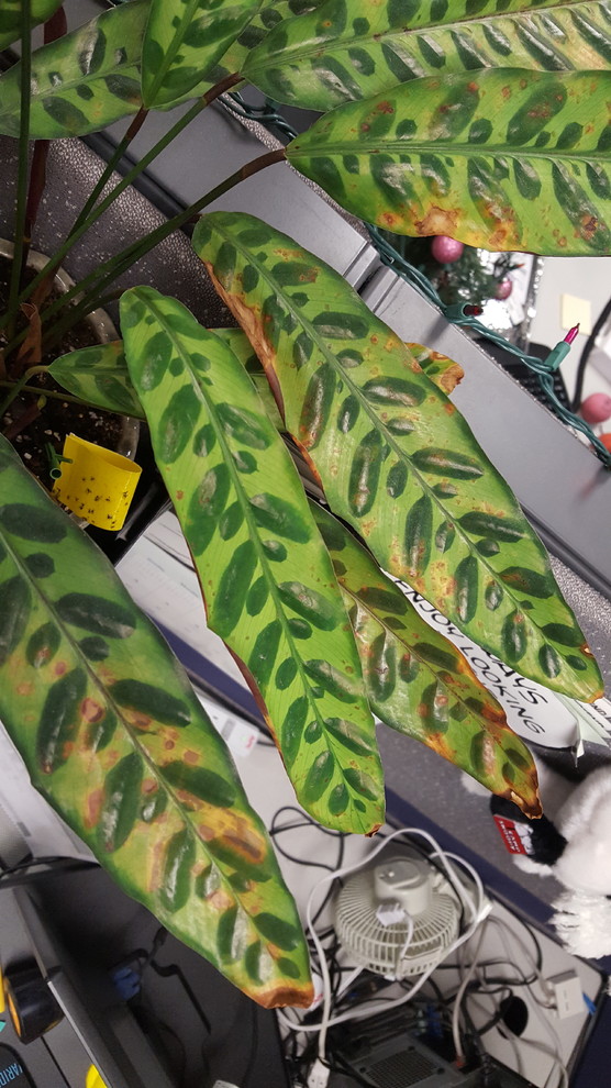 Rattlesnake Plant Problems