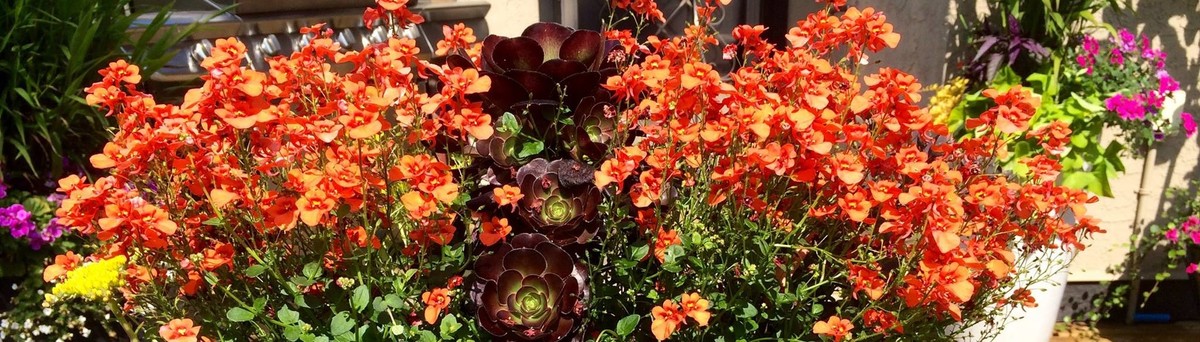 Garden Design Victoria Bc imagine garden design & landscapes - victoria, bc, ca v8z 4l1 Garden Design Victoria Bc imagine garden design & landscapes - victoria, bc, ca v8z 4l1