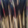 peter_lim53