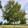 Beaumont Texas Tree Service