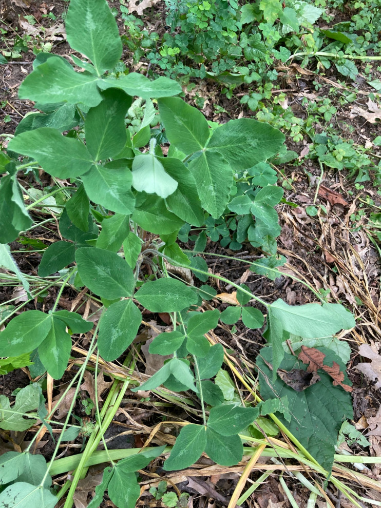 Three leaf plant. id please?