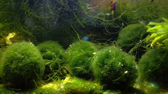 Create Your Own Marimo Moss Ball Mini Aquarium