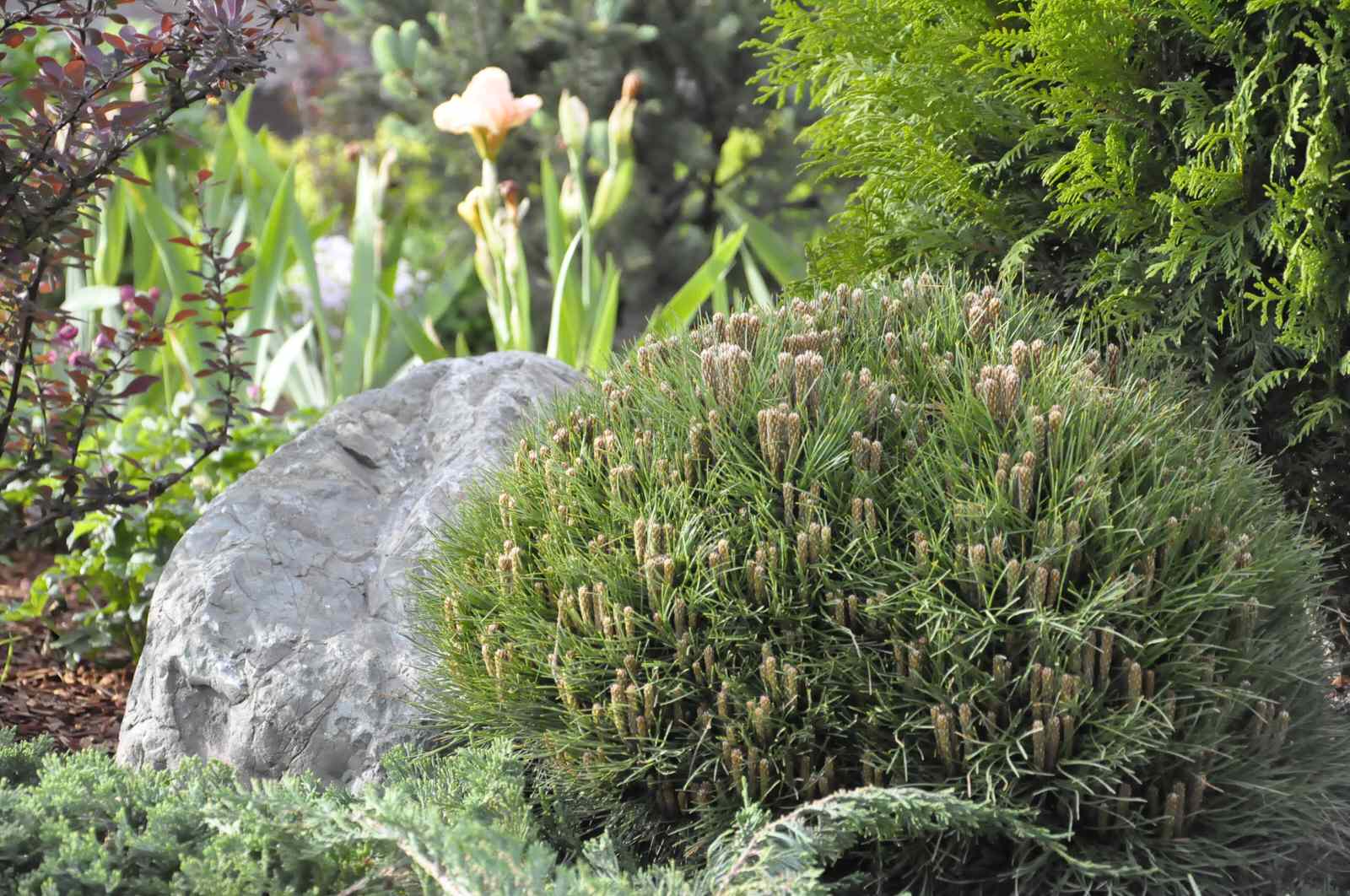 кп "Папушево" - Профессиональный уход за садом - 100% качество!