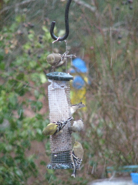 gold finch bird feeder