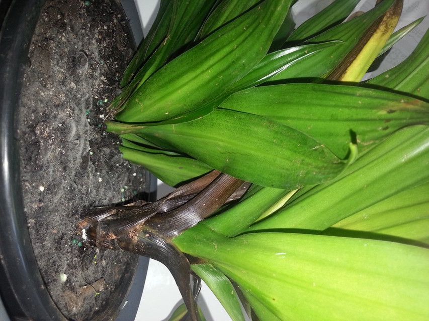 My Janet Craig Draecana is turning black!