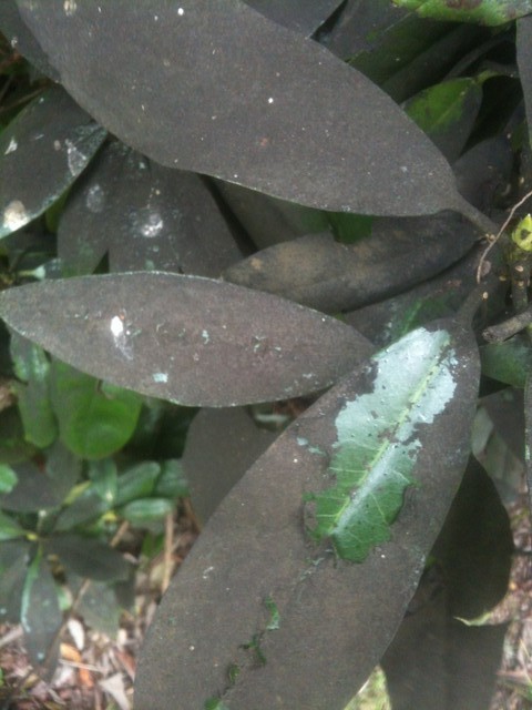 a sansevieria Sansevieria 'Silver Princess' 6"
