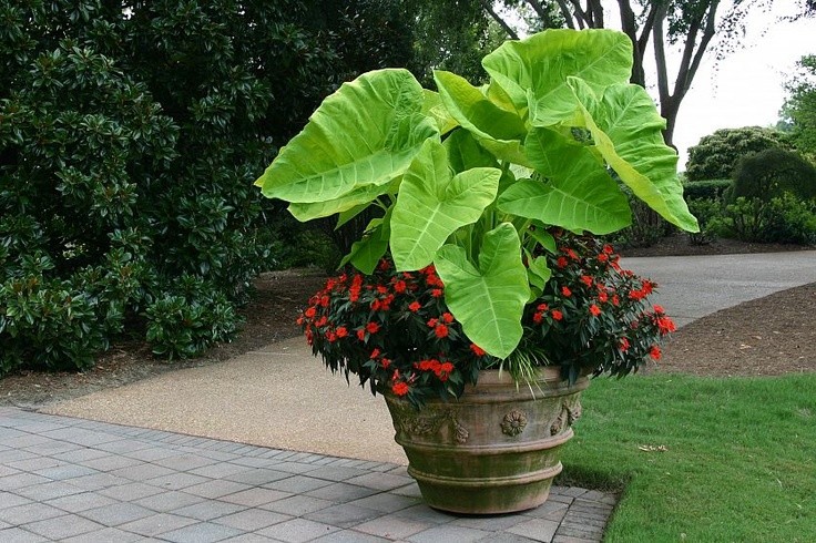 Gigantic Elephant Ears, Red Hot New Ginny Inpatients and Sedge Grass to bring the green from the top to the container. Peter Atkins and Associates, LLC