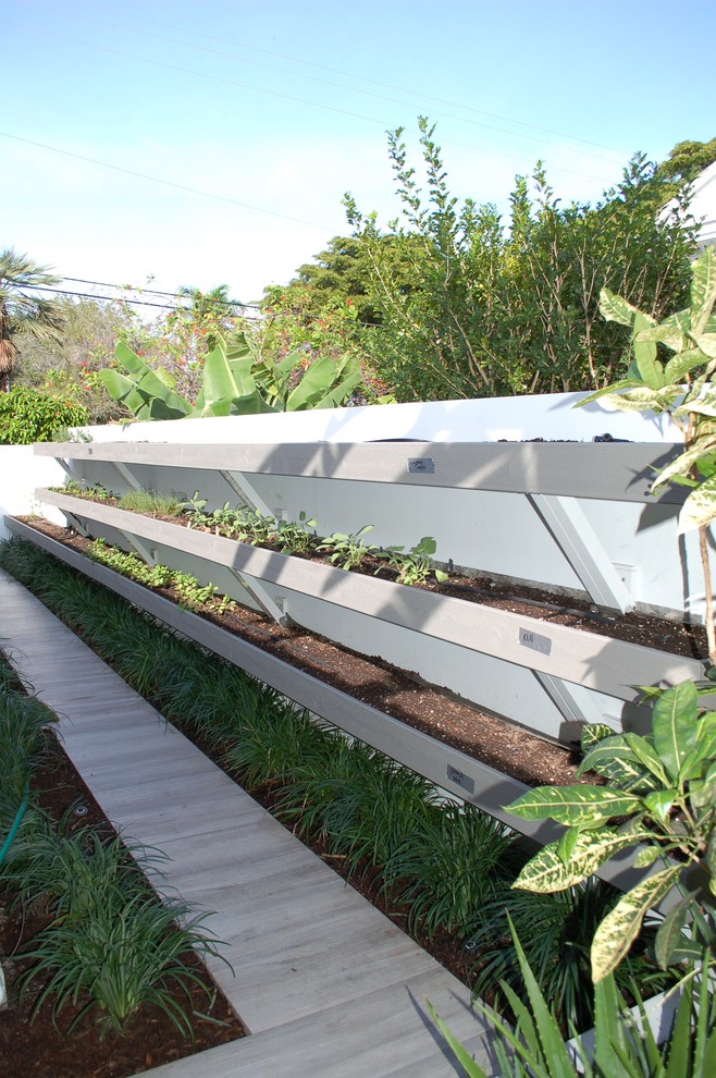 Design ideas for a contemporary garden in Miami.