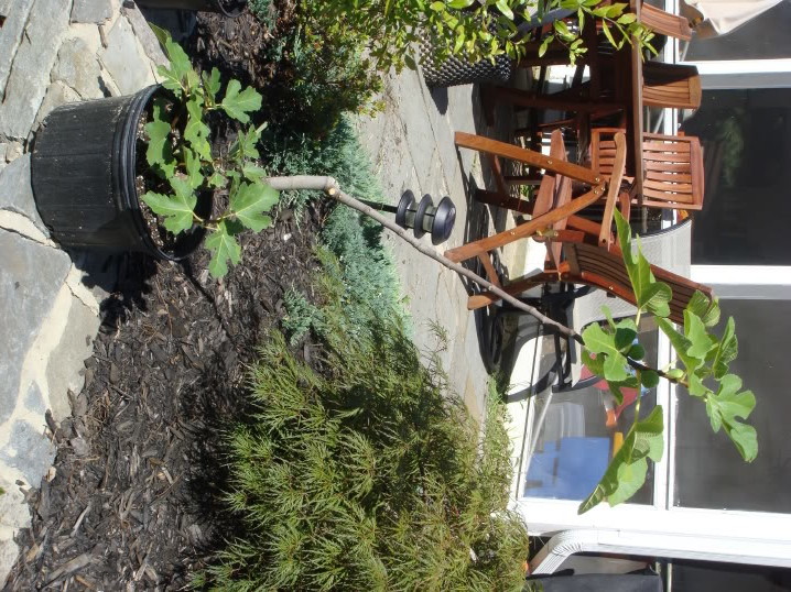 My most expensive fig tree... to date